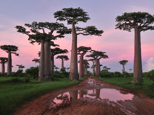 Baobab2 баобаб2