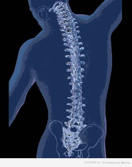 spine