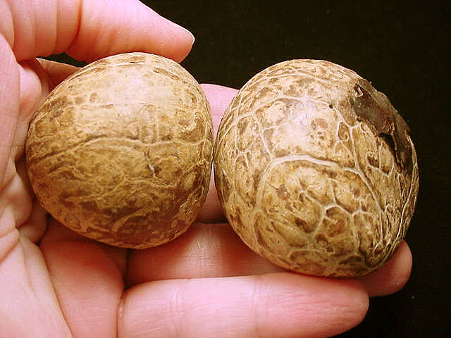 tagua_nuts