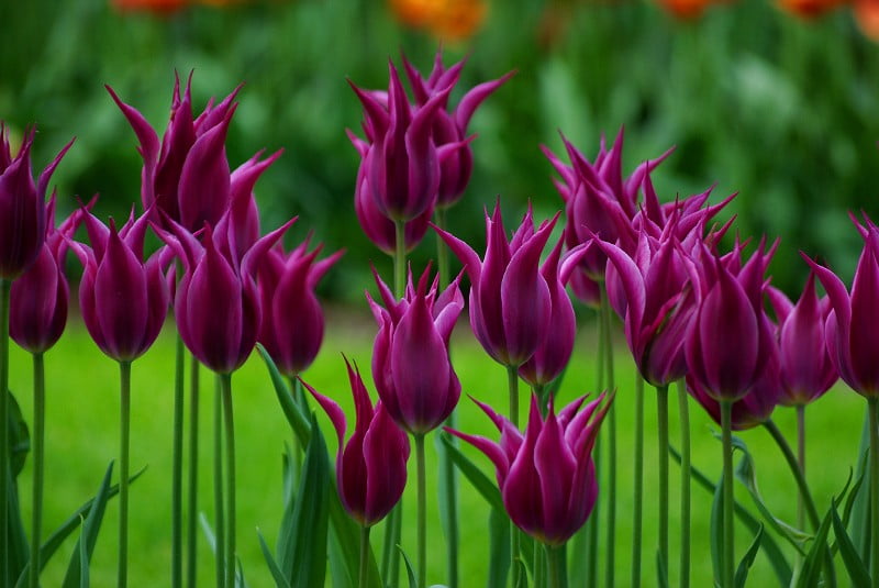 http://1001fact.ru/wp-content/uploads/2011/12/tulips5.jpg