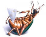 juk_bom