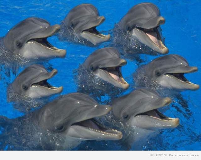 Звуки дельфинов без музыки скачать