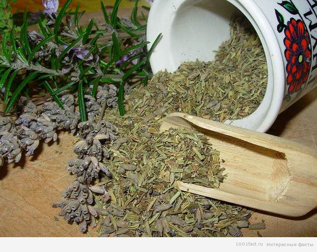 история специй