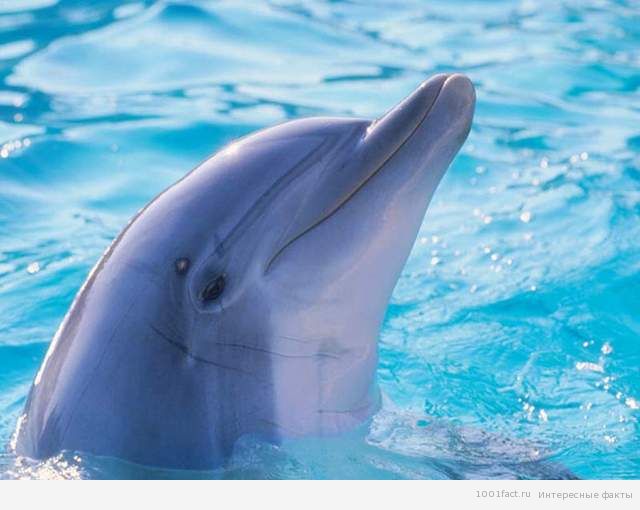 Скачать звуки дельфинов скачать бесплатно