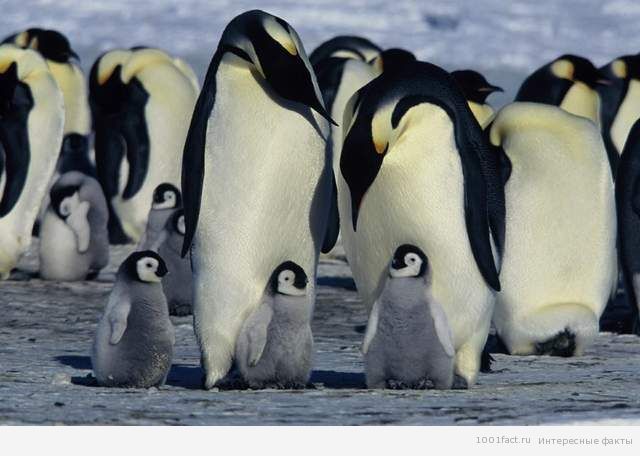 пингвины_ Антарктида