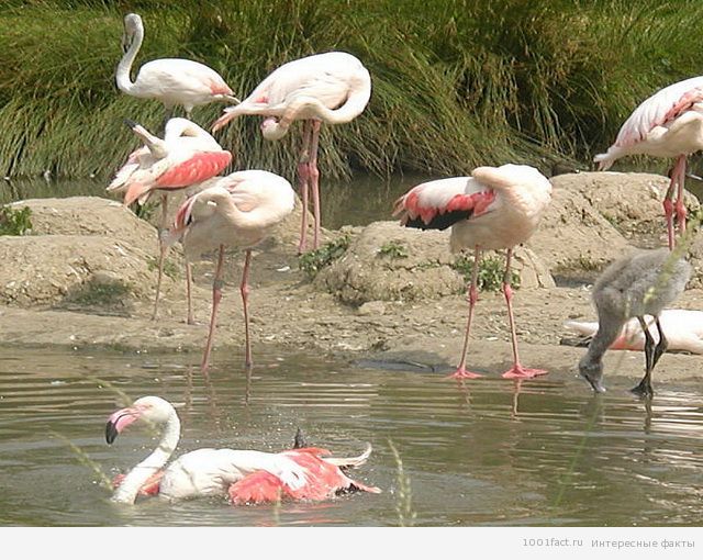 о птицах фламинго