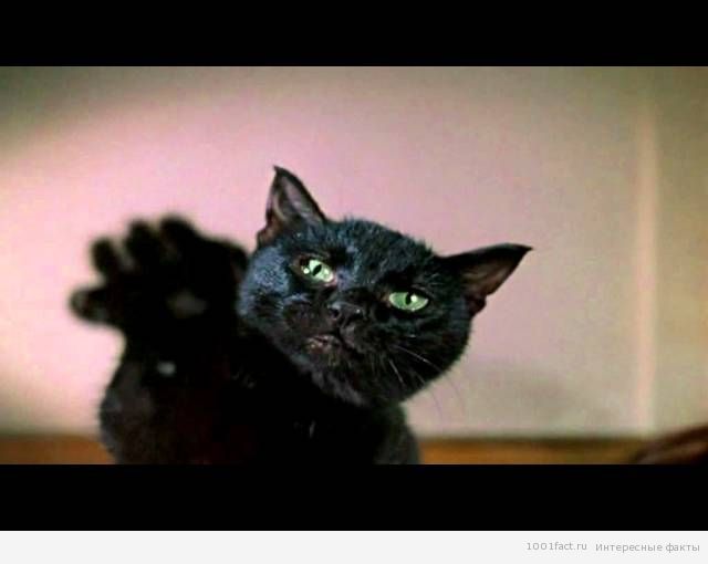 черная кошка_ символ комедии Гайдая