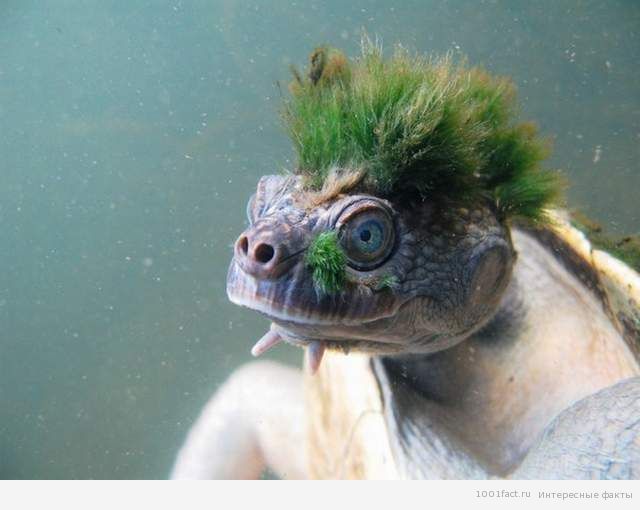 волосы на голове черепахи