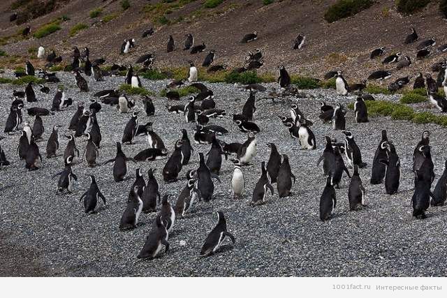 пингвины_Огненная Земля