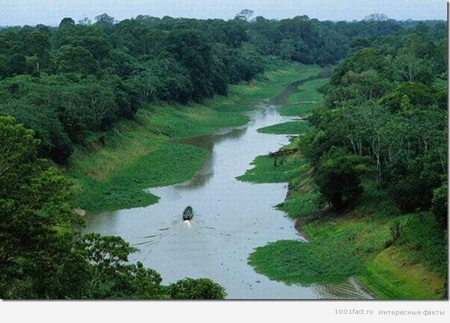 про реку Амазонка