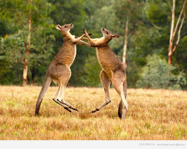 два кенгуру