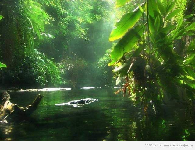 лес вокруг реки Амазонка