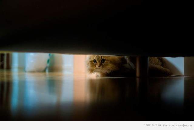 кошка под диваном