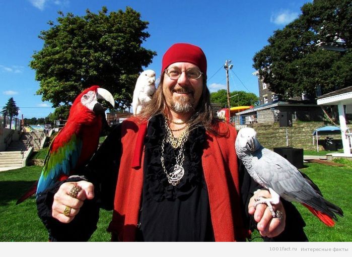 пиратские попугаи