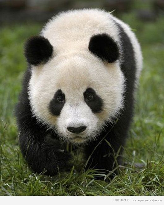 черно-белый окрас панды