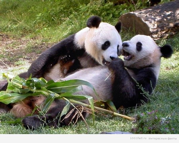 жизнь панды