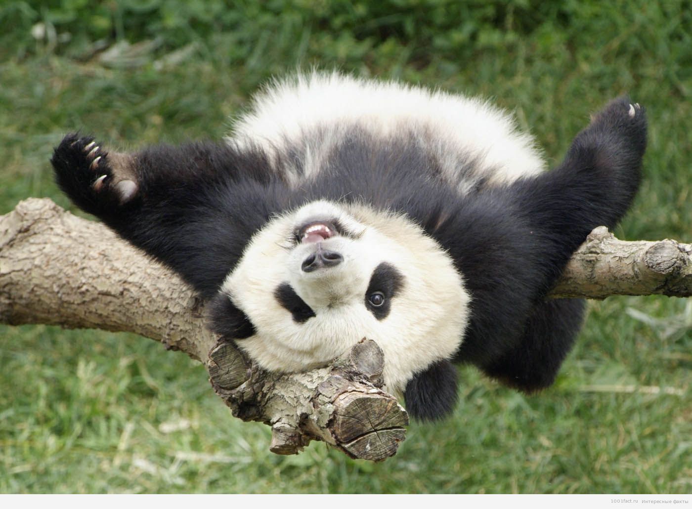 лежачая панда