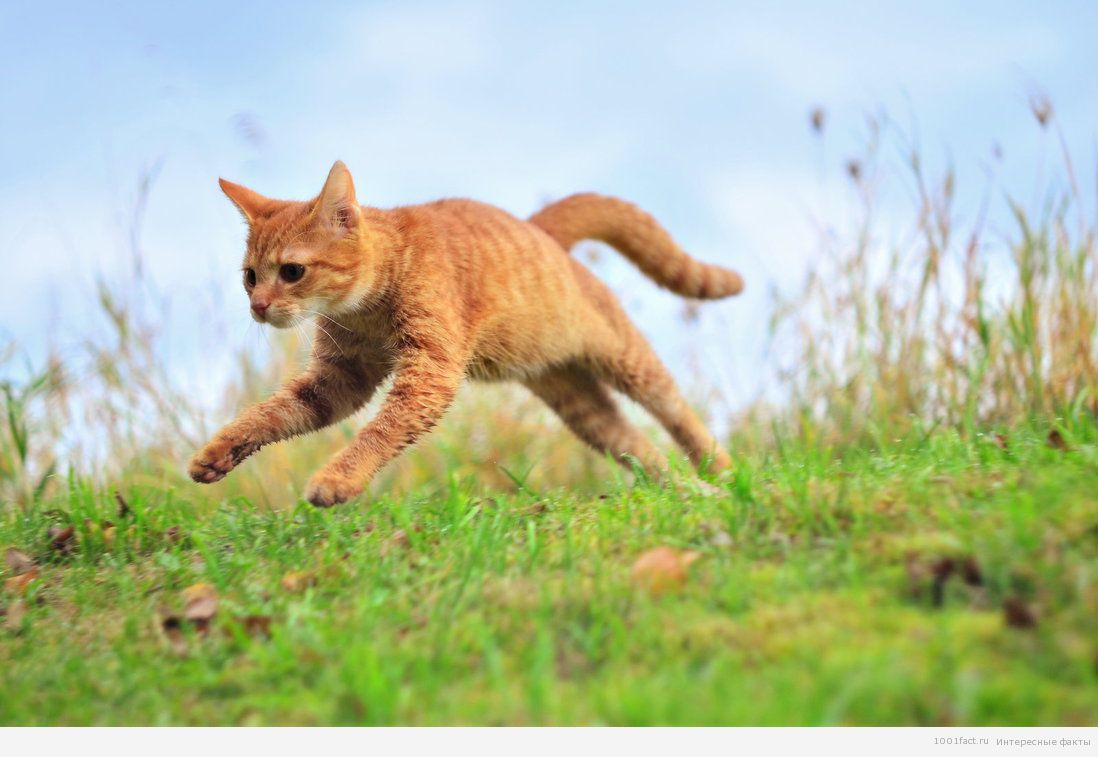 http://1001fact.ru/wp-content/uploads/2014/05/jumping_cat_by_machpl-d6qs8rx.jpg
