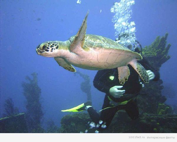 подводный мир_черепаха