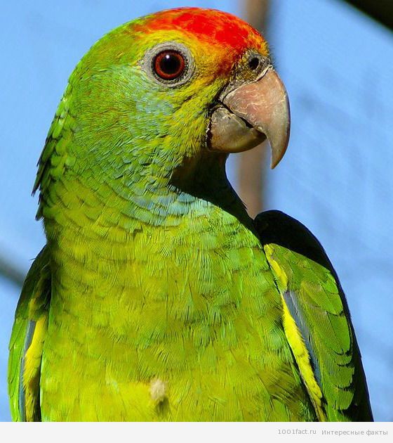 амазонский попугай во всей красе