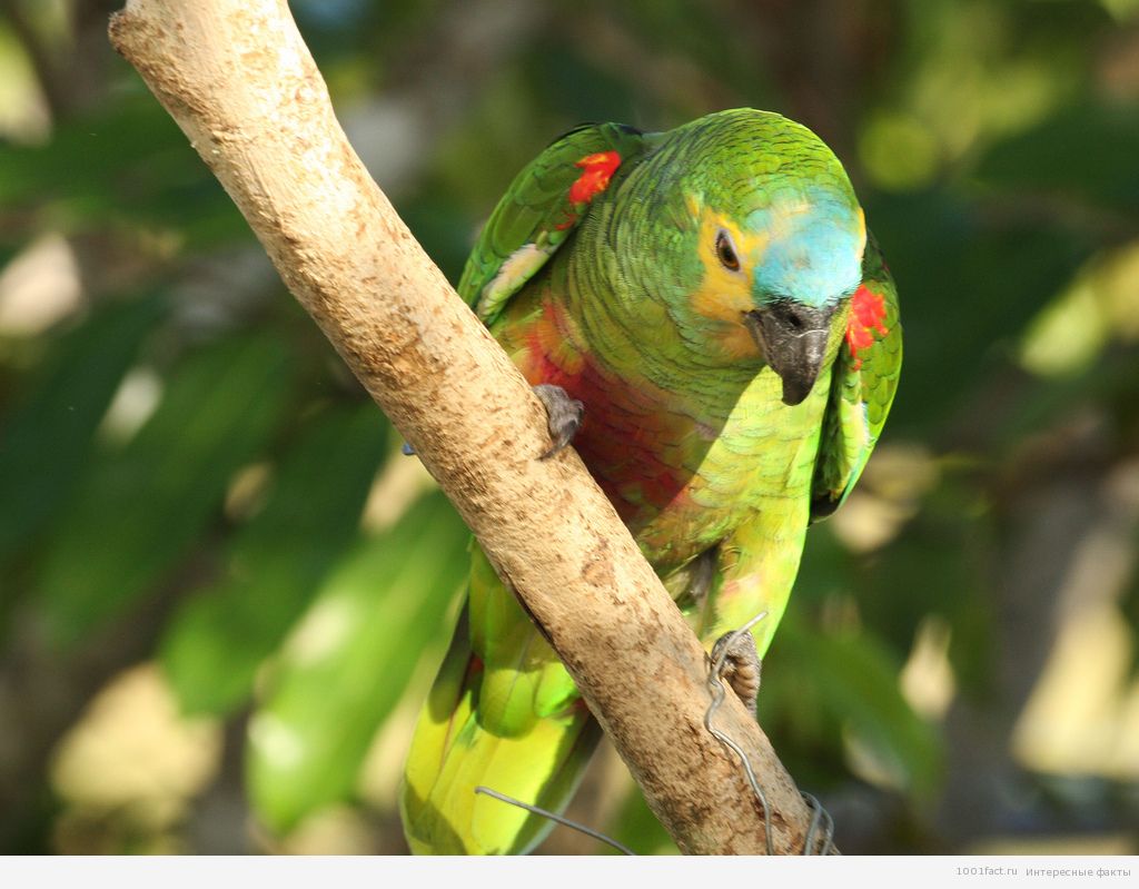 попугай в лесах Амазонии