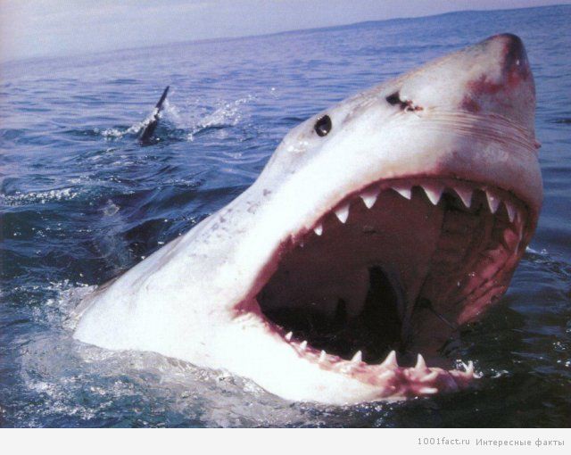 акулы_опасные в мире