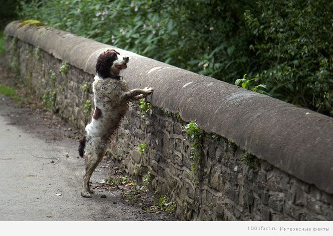 собака на мосту Овертоун