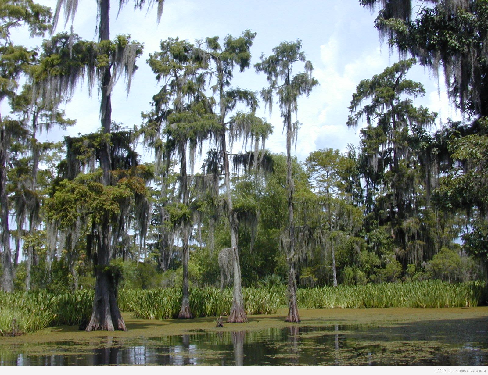 болота в Луизиане