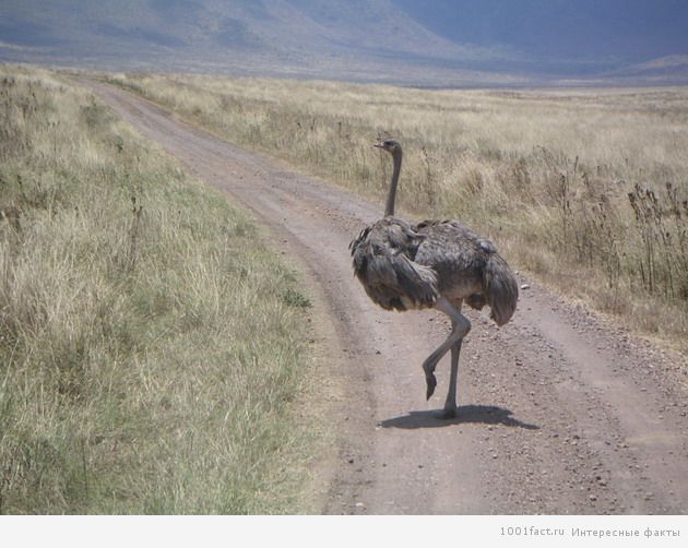 страус на дороге