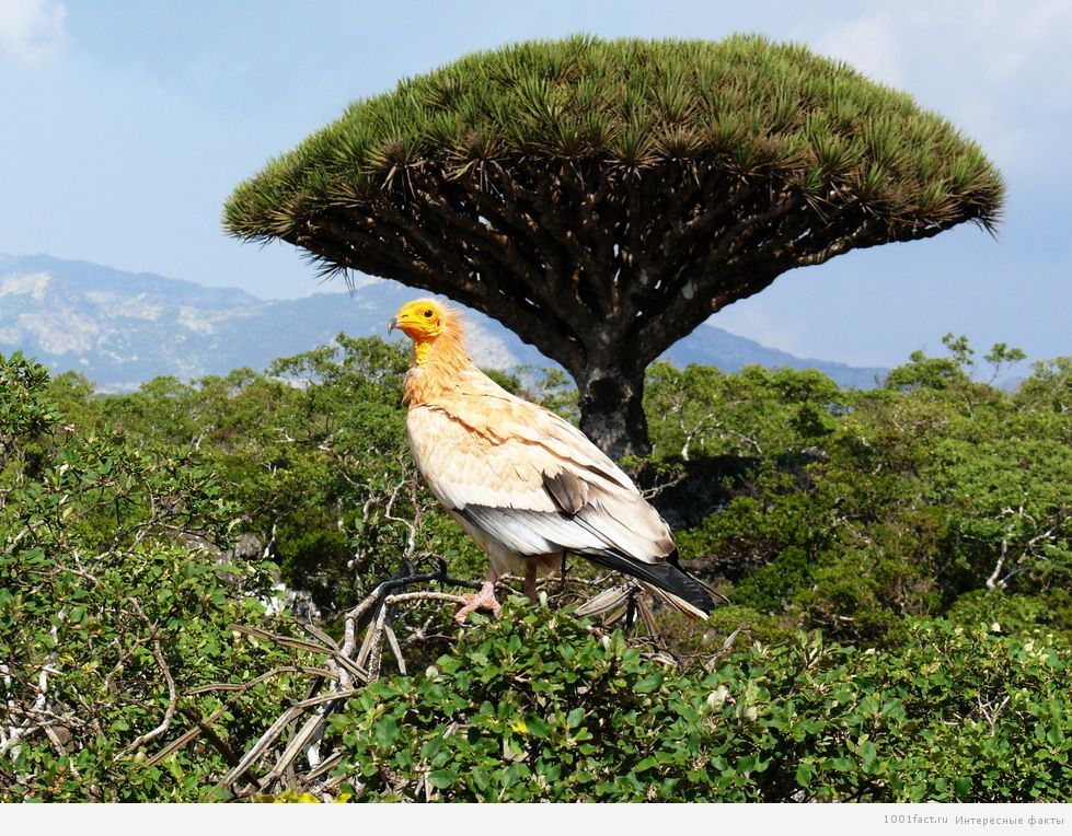 редкие птицы на острове Сокотра