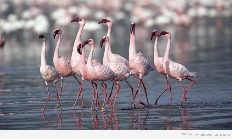 розовый цвет фламинго