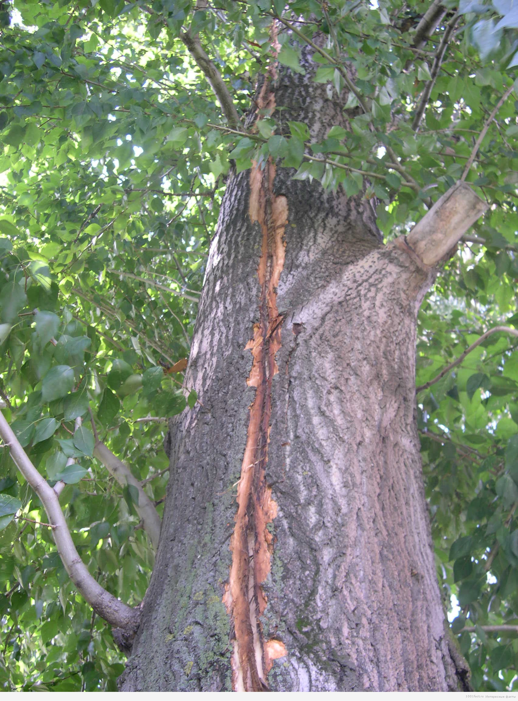 дерево после грозы