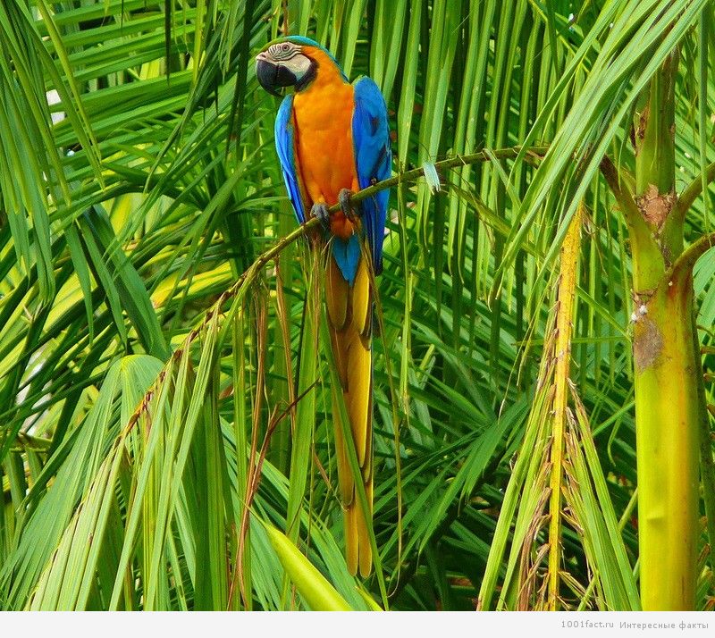 попугай в лесах Амазонки