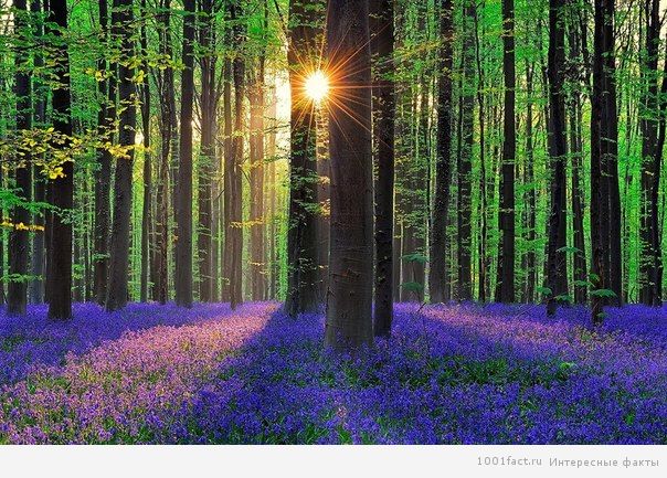 солнце и лес