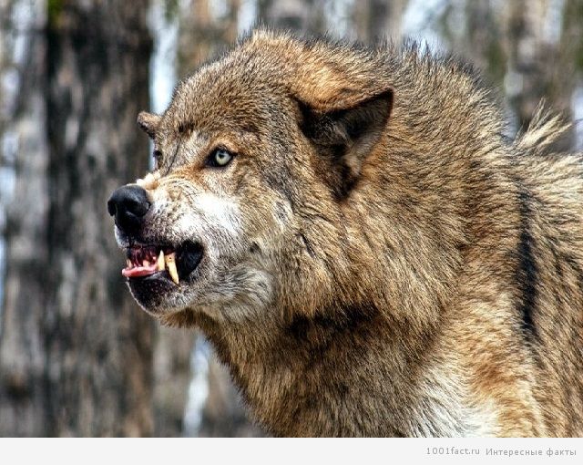 агрессия волка