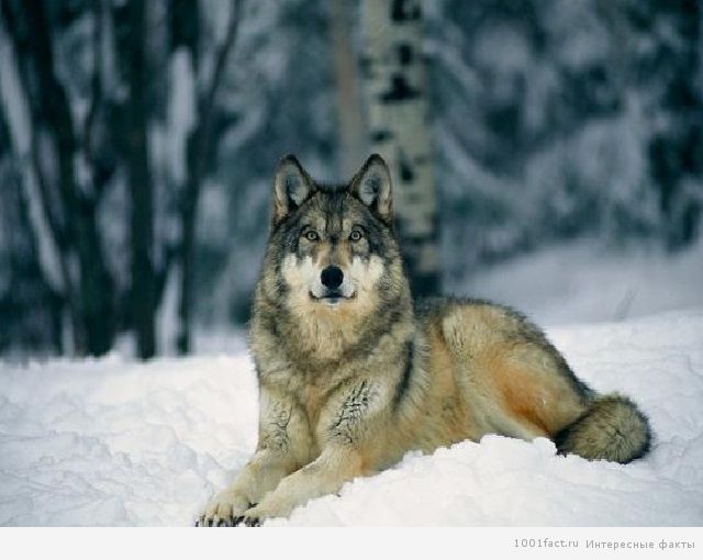 волк на снегу