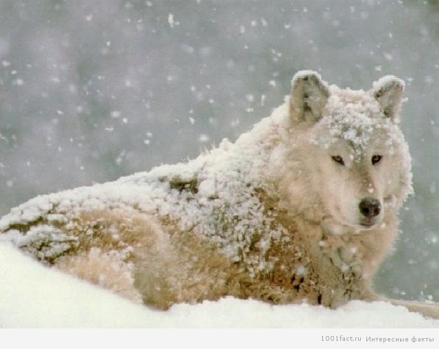 снег и волк