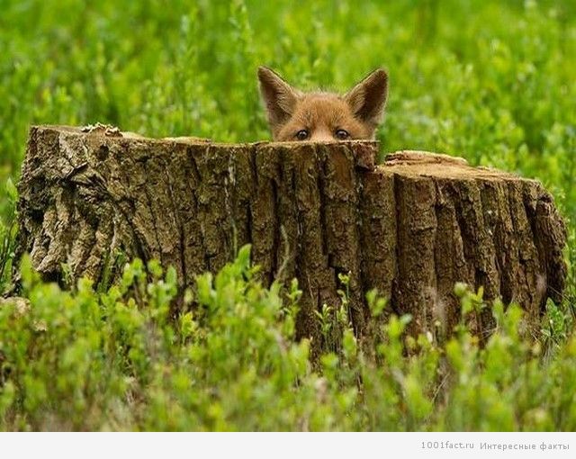 лиса прячется