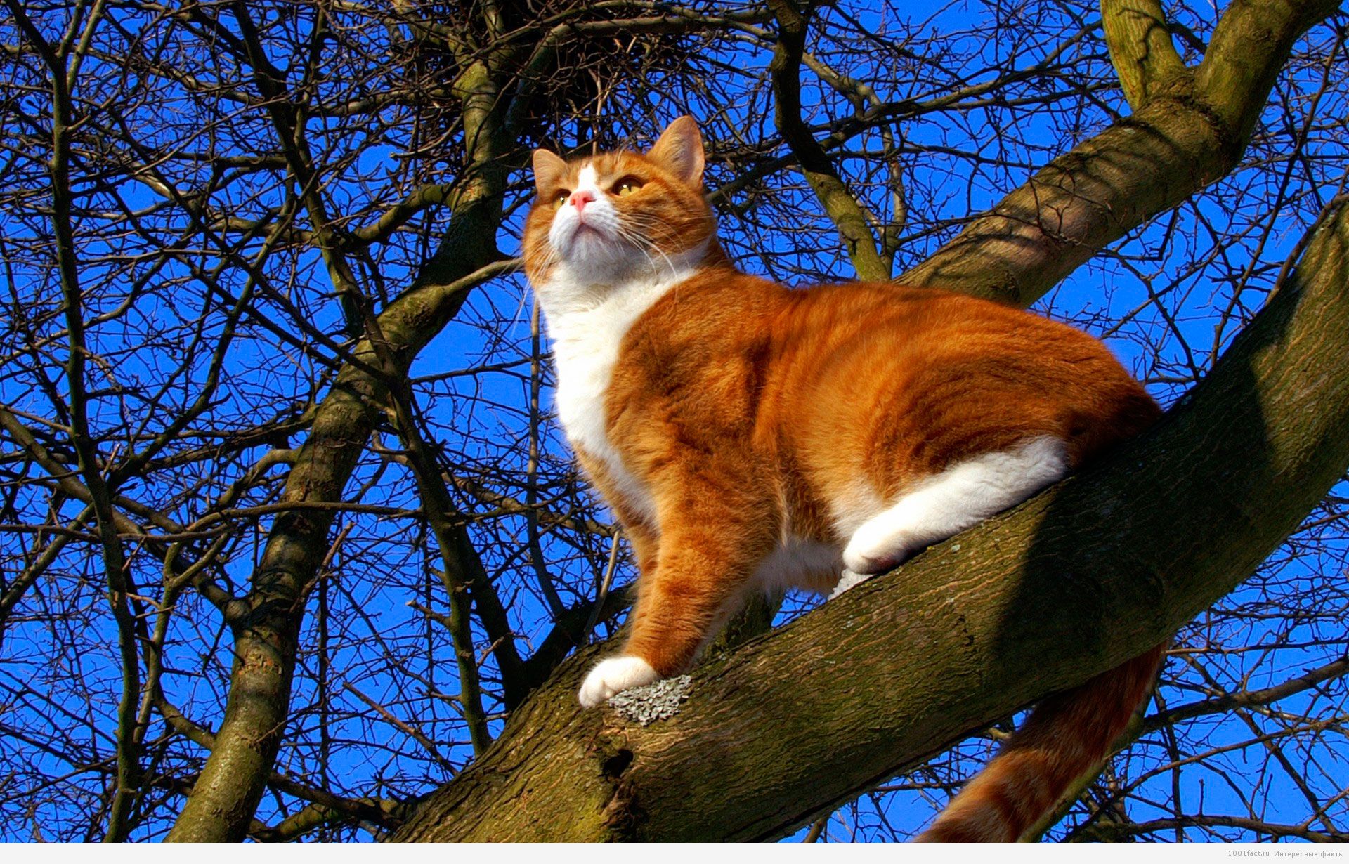 кошка и дерево