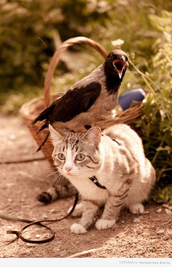 дружба зверей и птиц