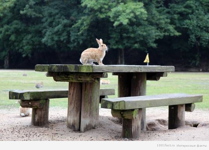 кролик на столе