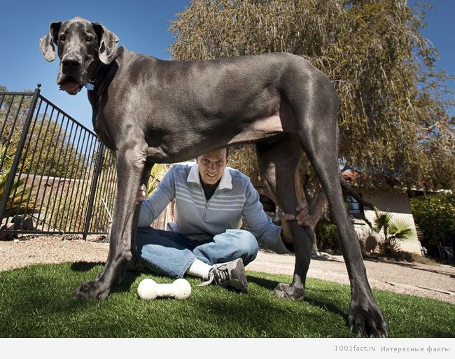 крупный пес
