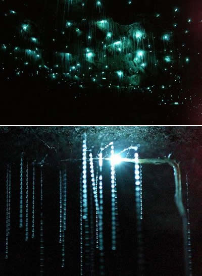 Пещера Светлячков
