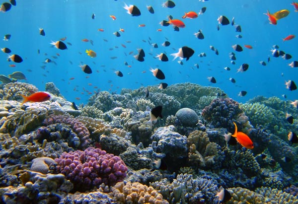 коралловый риф