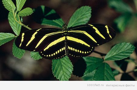 Самые необычные бабочки (часть 2) | Интересные Факты