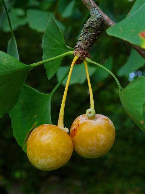 Созревший плод дерева гинкго