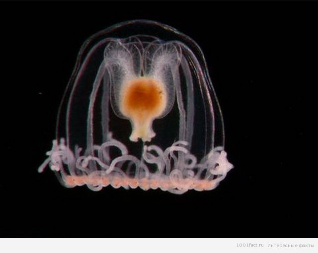 медуза туритопсис