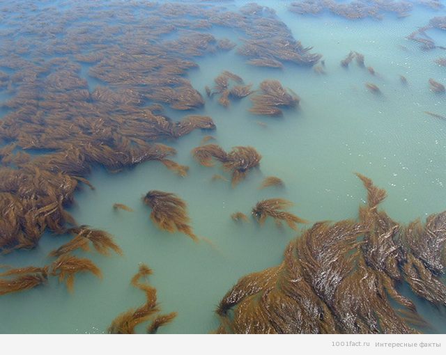 водоросли в море