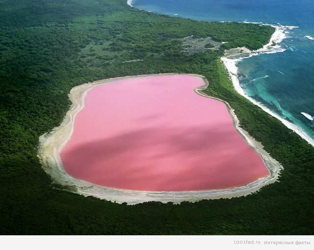розовое озеро_Хиллер