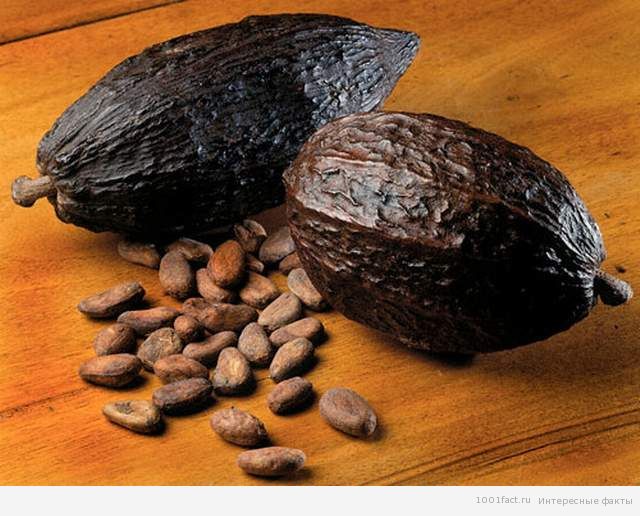 какао бобы